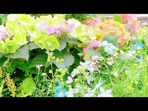 メーベル 歌ってみた