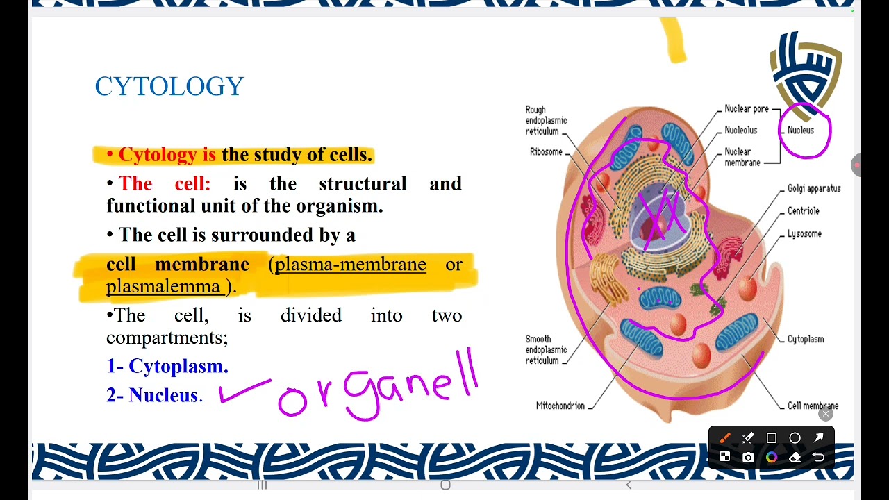 Introduction to histology SUE Dr Rawan salam 