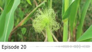 Episode 20 Biocontrols And Beneficial Insects With Bug Lady Suzanne Wainwright Get In My Garden