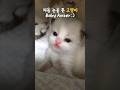 세상에 처음 눈을 뜬 아기 고양이! Baby Amber opened her eyes for the first time!