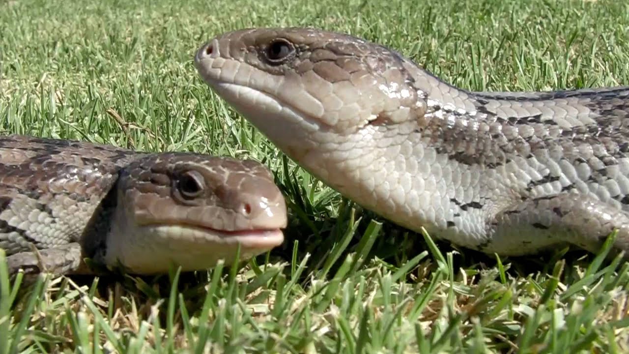 sydney schneider Tiliqua Nigrolutea - Blotched bluetongue Lowland Morph