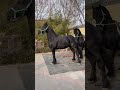 Best High Generation Horse Breeding Short Video Like Share Subscribe 