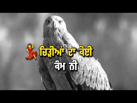 Baaz  Attitude Punjabi Shayari  Whatsapp Status  New Punjabi Shayari 2022  Reyman Jatt