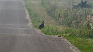 Удод И Заяц. The Hoopoe And The Hare