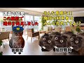施設に入所するはずが 案内されたのはまさかの…コロナ禍で起こったありえない事件とは！？【猫ミーム】【猫マニ】
