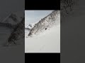 バックカントリースキー中に突如として現れる野生動物 #shorts