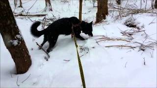 Snowmageddon 2015 In Nh Freya Eating Snow