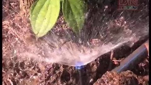Đồng Nai   Hiệu quả của mô hình tưới nước tiết kiệm cho cây hồ tiêu