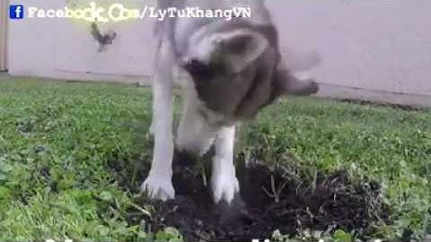 Thánh lồng tiếng nói chuyện với chó buồn cười quá đi p8