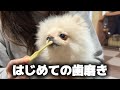 暴れん坊のポメラニアンが歯磨きしたら予想外の行動をとりました