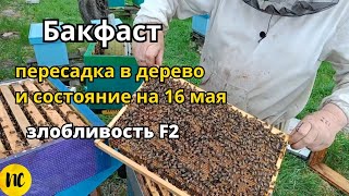 Пересадка из ульев ППС в дерево пчелосемей Бакфаст. Состояние на 16 мая. Злобливость Ф2 бакфаст.