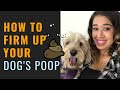 Effective Remedies for Runny Dog Poop: Tips for Firming Up Your Dog's Stool