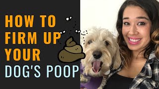 Dog Runny Poop Oh No My Dog Has Soft Poop