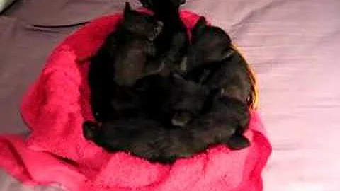 Video 803411: oriental black kitten
