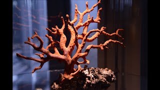 Красный коралл Корсики документальный фильм о Patrick Voillot