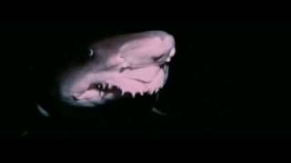 Strange Wilderness Shark