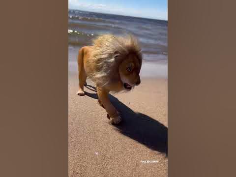 Лев Чандр - YouTube