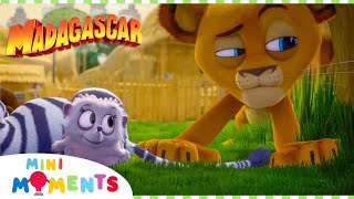 Hedgehog Hide And Seek  | Madagascar: A Little Wild | Compilation | Mini Moments