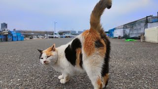 ハートマークの三毛猫、会ったらすぐに後ろ向いて腰トントンを要求してきた
