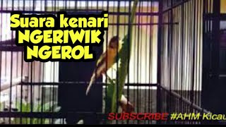 Suara kenari NGERIWIK NGEROL