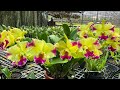 Lancattleya Lan Cattleya Vua MГЁo 0834608769 LAN Rб ЄNG LГ M Дђб NG Lancattleya Lan Cattleya Vua MГЁo 0834608769 LAN Rб ЄNG LГ M Дђб NG