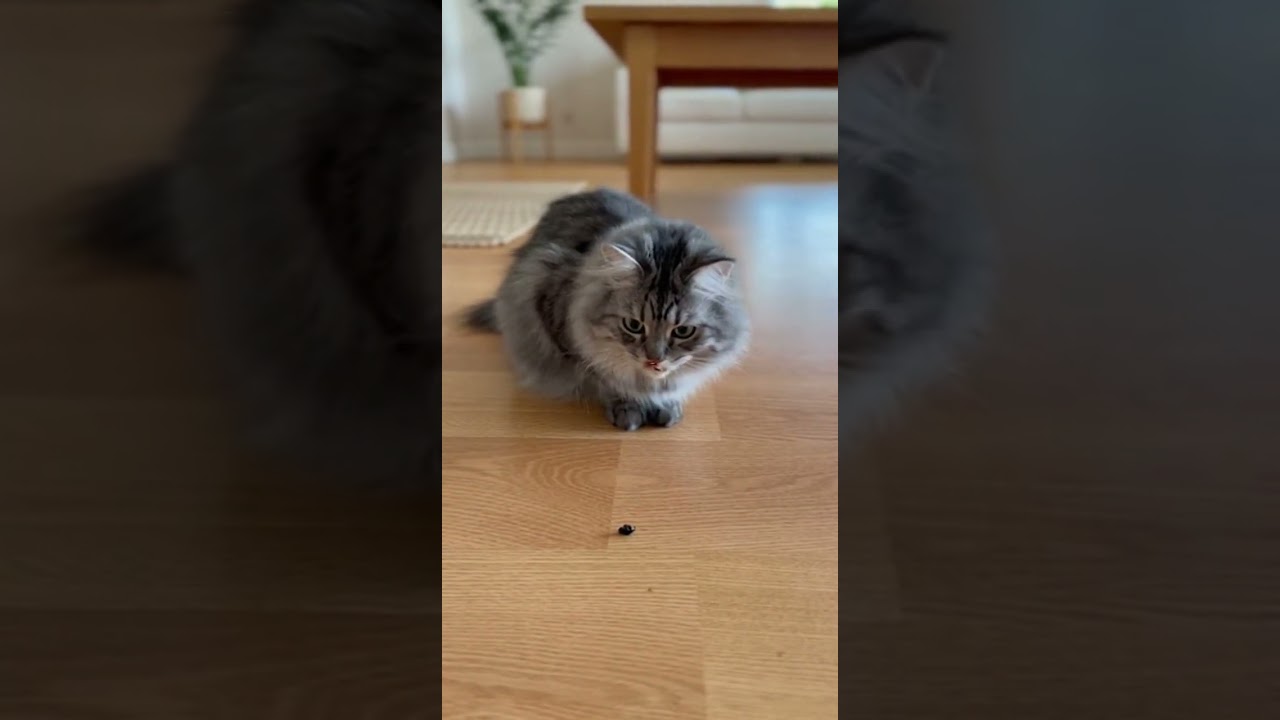 Curious Cat Overreacts to Bug 😹 | Gentle Music & Cute Meowing