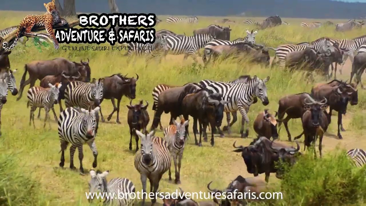 Zebra and Wildebeest Rooming freely || Serengeti National Park | Full Documentary