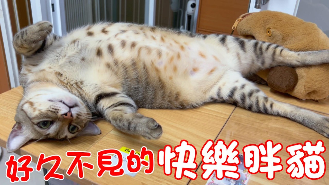 貓咪小短篇-好久不見的快樂胖貓