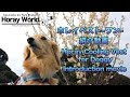ホレイベストワン紹介動画- "Horay Cooling Vest for Doggy" introduction movie - 2019