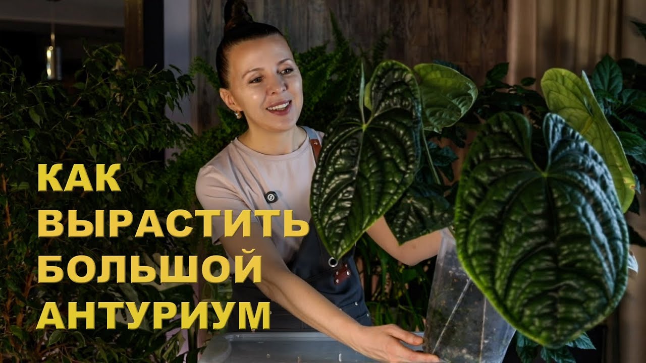 Мой рецепт ГРУНТА для АРОИДНЫХ / ПЕРЕСАДКА и уход за АНТУРИУМАМИ