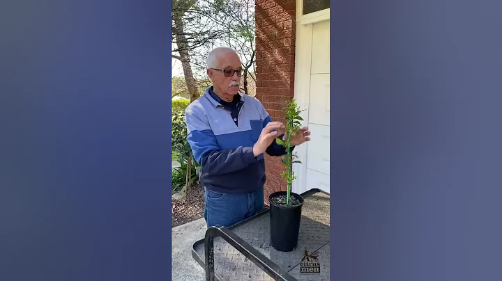 Training a Single Stem Citrus Tree