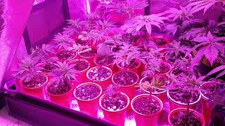 Quick update on all my nukeheads and grow room