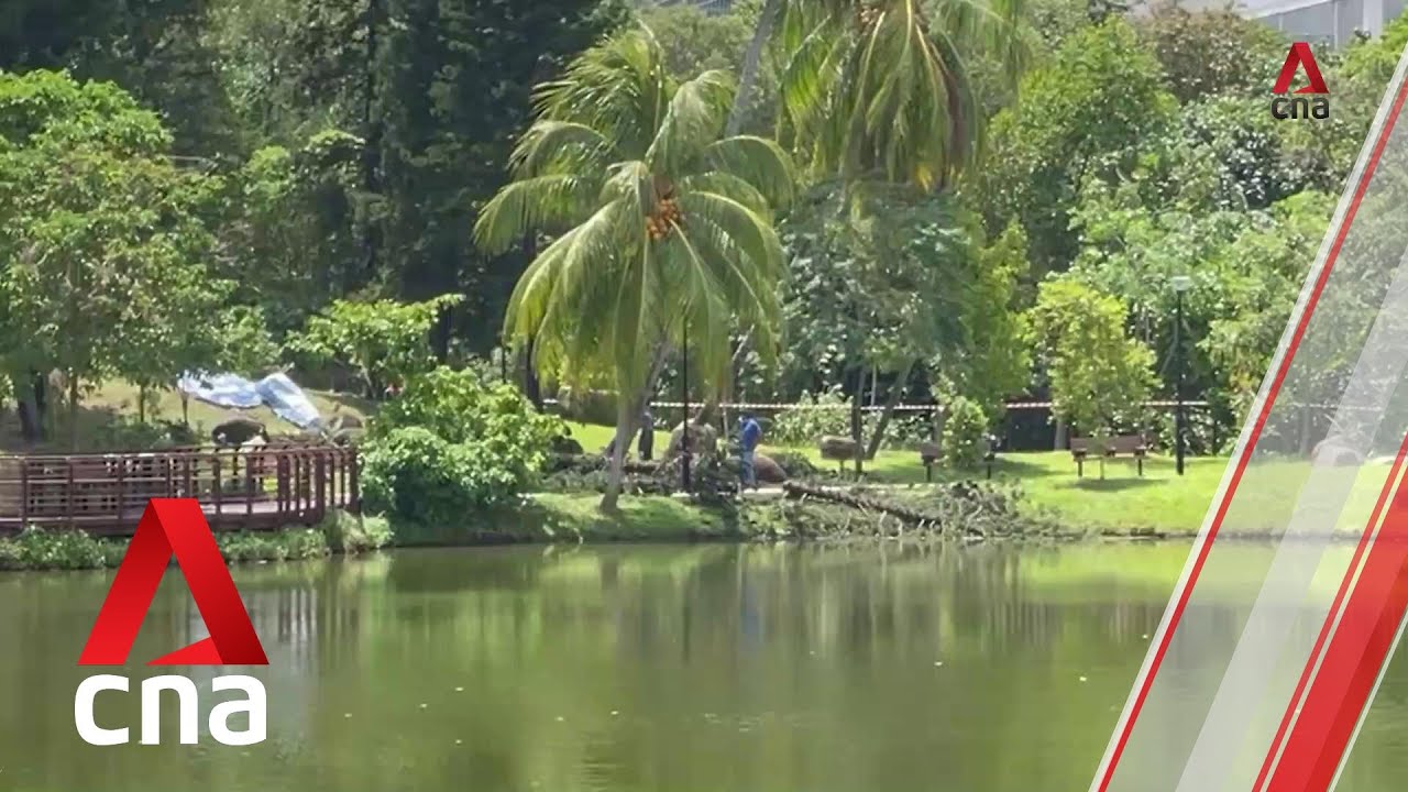 Woman dies after being trapped under fallen tree at Marsiling Park ...