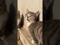 #cat #kitten #cute #funny