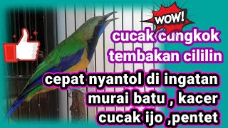 Cucak cungkok super gacor tembakan cililin