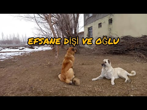 AMCAMIN ÇOBAN  KÖPEKLERİ, BABAM İLE KUZU DOĞUM NÖBETLERİNE DEVAM EDİYORUZ ( ikiz doğumları arttı)