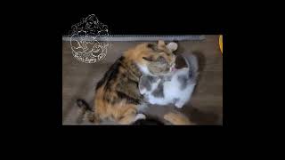 Kassandra and her almost 8 week old babies! by Bella's Legacy Cattery 156 views 8 months ago 2 minutes, 3 seconds