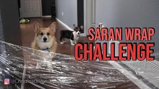 Saran Wrap Dog Prank Biggietv