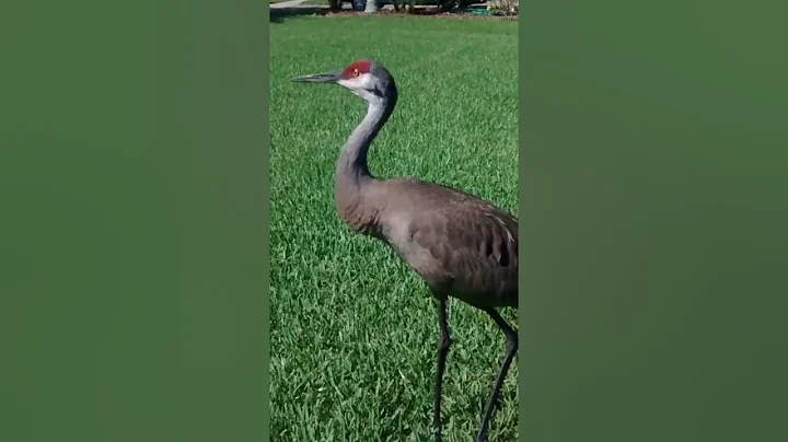 Sand Crane