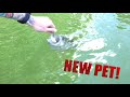 HAND FEEDING large mouth bass! New pet PEACOCK BASS!