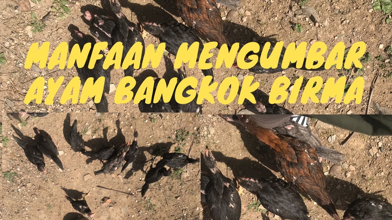 CARA MENGUMBAR AYAM BANGKOK BIRMA MANGON 