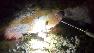 魚の寝込みを襲ってみると。。