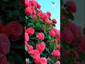 Love you song ⛰️🐦🏔️🐦⬛🌲🦚#gpattanayak #song #music #bollywood #love #hindisong #youtube #video #new