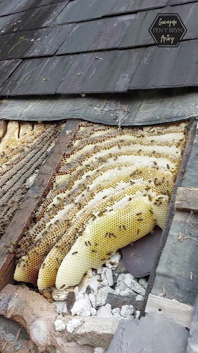 Stacks Of HONEY 🍯