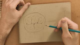 Drawing basic anatomy for Mandibular molars tutorial