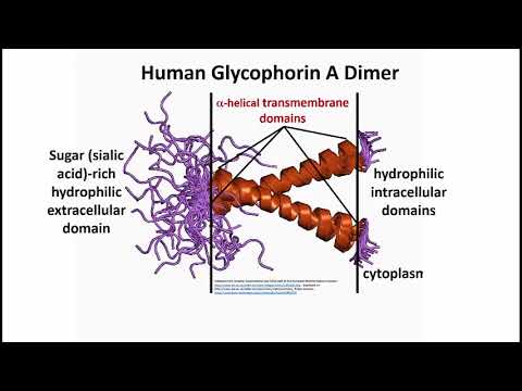 290-2 Red Blood Erythrocyte Membrane Protein Functions YouTube