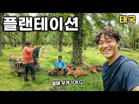 팜나무 300그루, 대농장에서 만난 사람들 [태국-11]