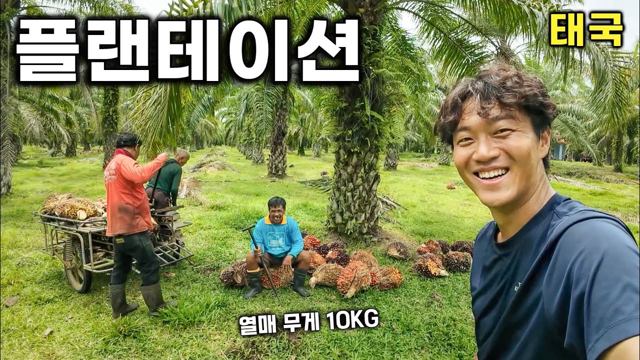 팜나무 300그루, 대농장에서 만난 사람들 [태국-11]