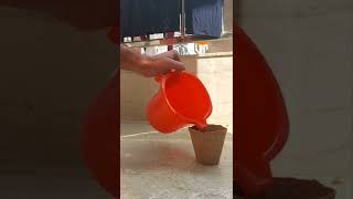 Green thumb challenge!