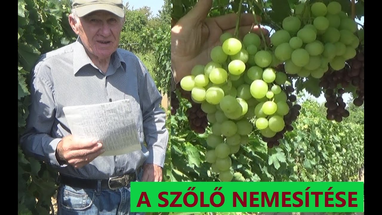 Bukovics János szőlőnemesítő I. rész – A nemesítés folyamata - 50 év munkája: 50 kiváló fajta